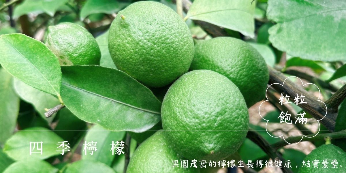 檸檬